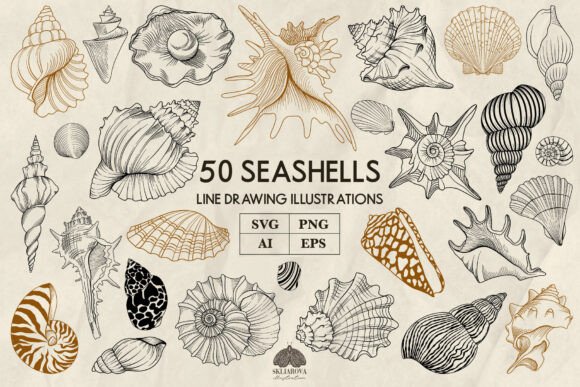 Seashells Line Art Collection: Graphics & Illustrations Review